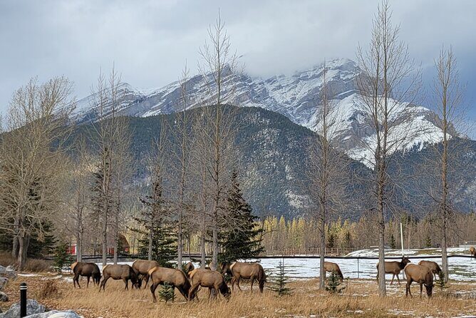 Best of Banff in Winter & Wildlife & Crazy Carpet Sled - Who Would Love This Tour?