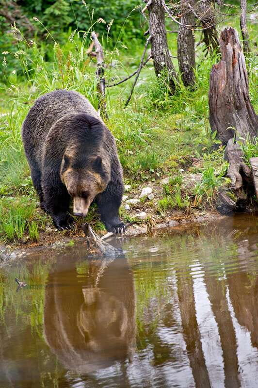 Best of Kananaskis PRIVATE SAFARI Tour + Custom Nature Walk - What to Expect on the Tour