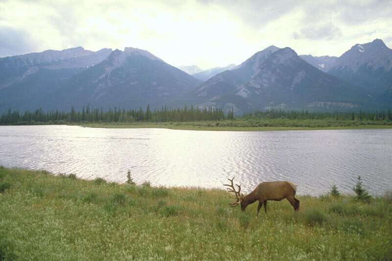 Best of Kananaskis PRIVATE SAFARI Tour + Custom Nature Walk - Practical Tips for Your Adventure