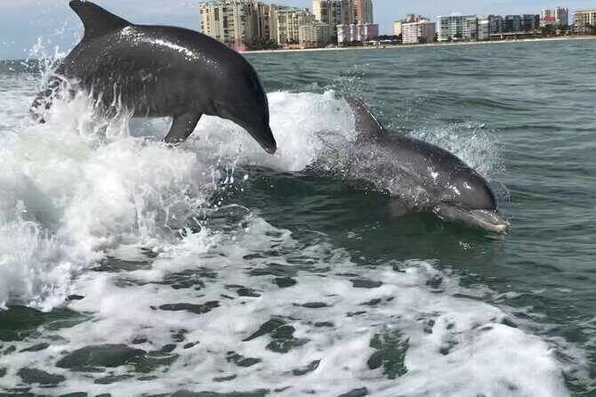 Best of Marco Island Dolphin Tour - Discover the Best of Marco Island Dolphins and Dome House Tour