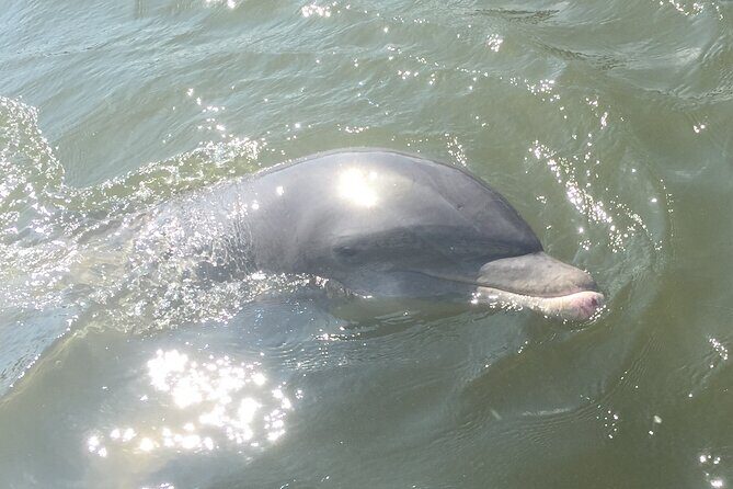 Best of Marco Island Dolphin Tour - Who Should Consider This Tour?