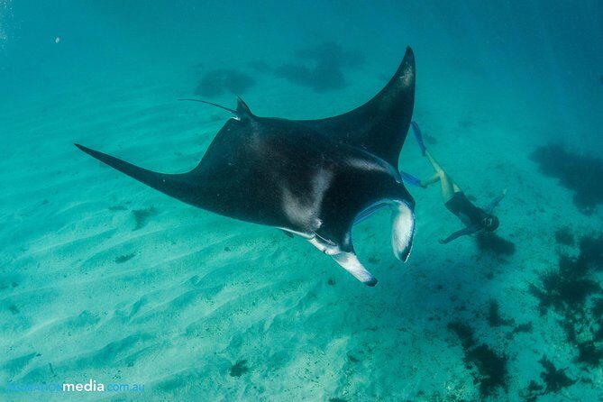 Best of Ningaloo Mantas and More - Key Points