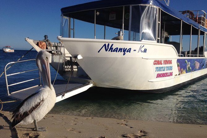 Best of Ningaloo Mantas and More - The Marine Life You’ll Likely Encounter