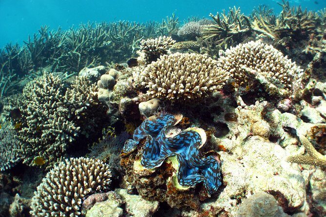 Best of Ningaloo Mantas and More - The Practical Side: Costs, Group Size, and Weather