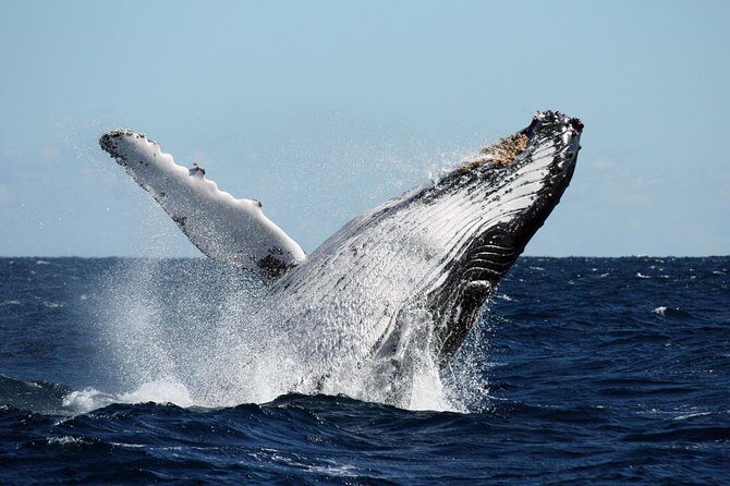 Best of Ningaloo Mantas and More - The Sum Up: Is It Worth It?