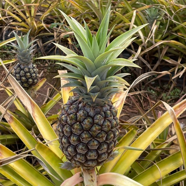 Best of Oahu in One Day - FAQ