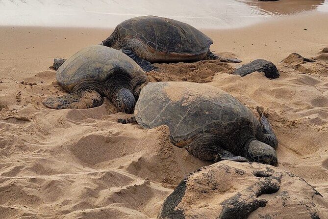 Best of Oahu's North Shore in small group (Se Habla Español) - FAQ