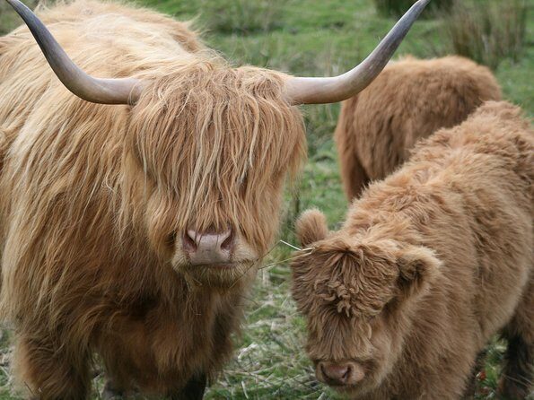 Best of Scotland in a Day Very Small Group Tour from Edinburgh - An In-Depth Look at the Itinerary and Experience