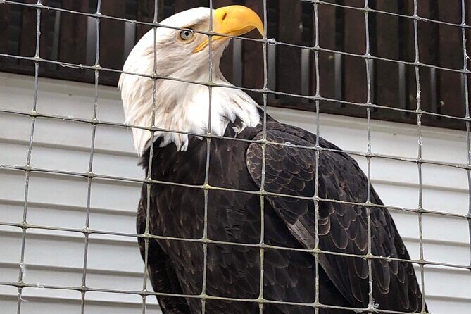 Best of Sitka Land Tour l Top Attractions & Scenic Highlights - Key Points