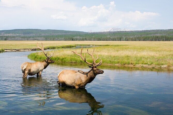 Best Of Yellowstone Full Day Nat'l Park Tour From Gardiner - The Sum Up