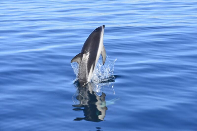 Best Tour to Peninsula Valdes - Key Points