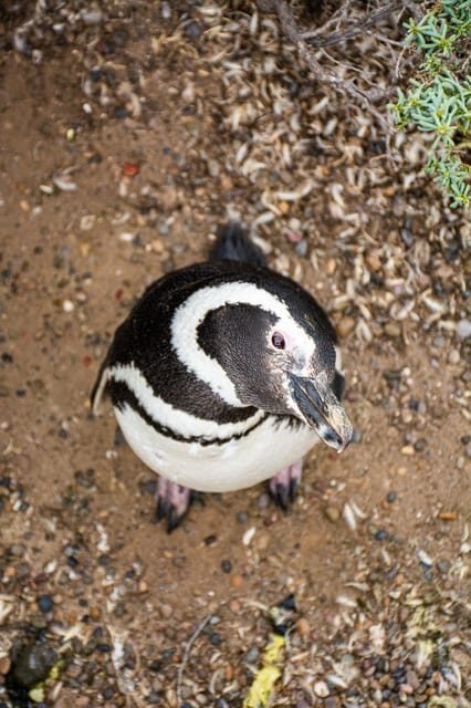 Best Tour to Peninsula Valdes - Who Should Consider This Tour?