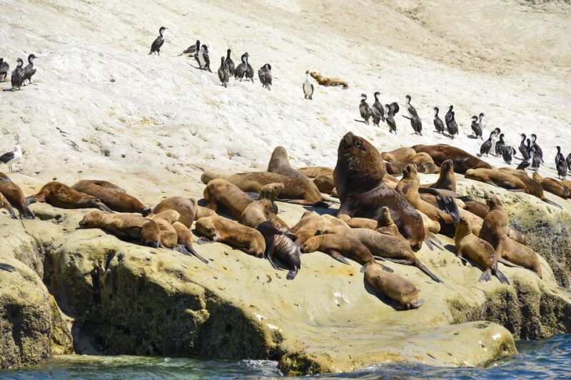 Best Tour to Peninsula Valdes - FAQ