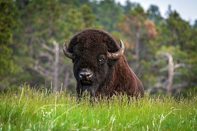 Best Tour to Waterton National Park Nature, History and Wonders - FAQ