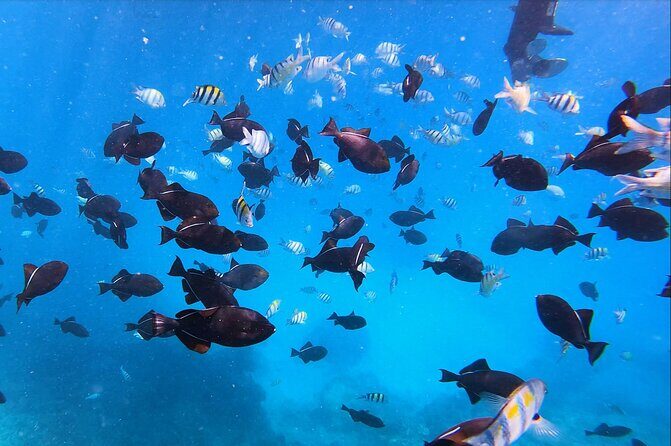 Best Waikiki Snorkel Tour: Guaranteed Turtles at Turtle Canyon - In-Depth Look at the Itinerary