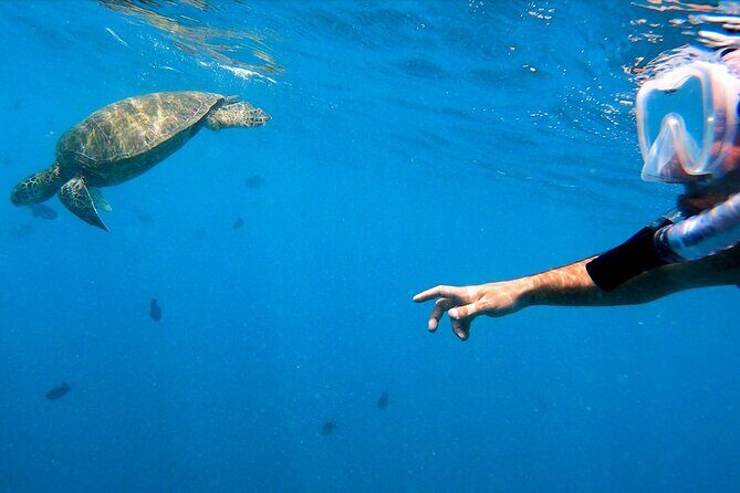 Best Waikiki Snorkel Tour: Guaranteed Turtles at Turtle Canyon - Practical Tips for Booking