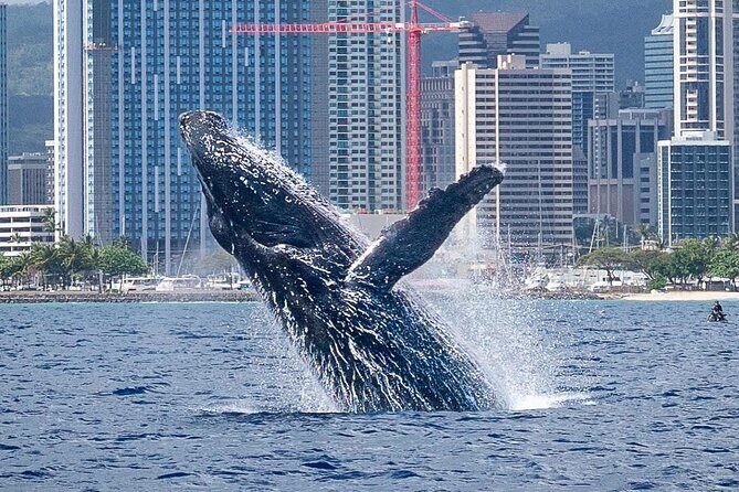 Best Waikiki Whale Watching in Honolulu: Whales Guaranteed - What You Can Expect from This Tour