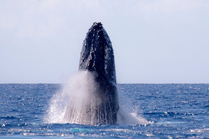 Best Waikiki Whale Watching in Honolulu: Whales Guaranteed - Final Thoughts: Is This Tour Right For You?
