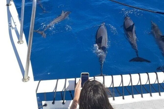 Best Waikiki Whale Watching in Honolulu: Whales Guaranteed - FAQs