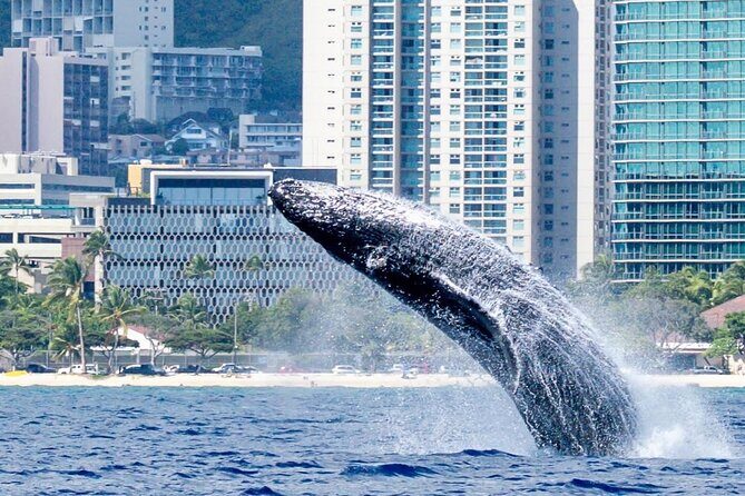 Best Waikiki Whale Watching in Honolulu: Whales Guaranteed - Final Words