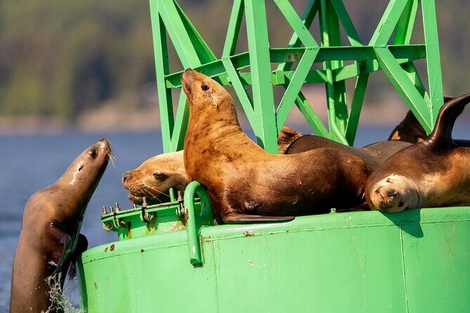 Best Whale Watching and Wildlife Shore Excursion in Sitka - An Honest Look at the Experience