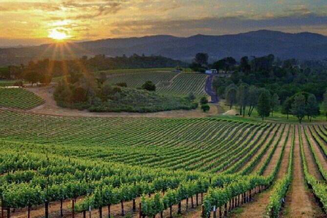 Best Wines of Crete: Wine Tasting Tour & traditional Lunch - Who Would Love This Tour?