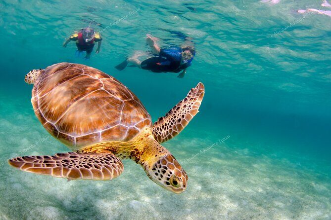 Bestseller! Tulum Private Tour with Turtles and Cenote Snorkeling - FAQ