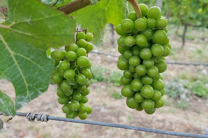 Beyond the Vines - Full-Day Marlborough Wine Tasting Tour - Why This Tour Is Worth Considering
