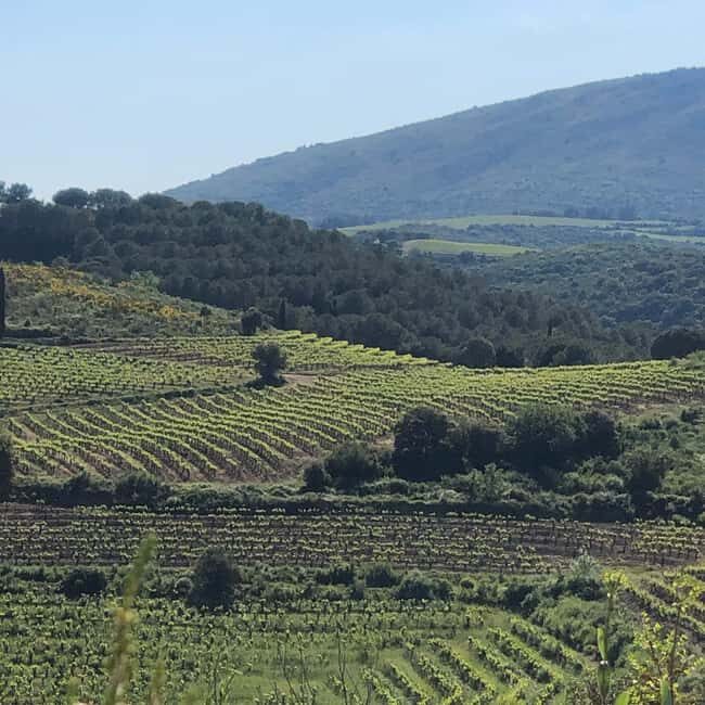 Béziers : Wine Tours & Wine tasting - Who Is This Tour Perfect For?