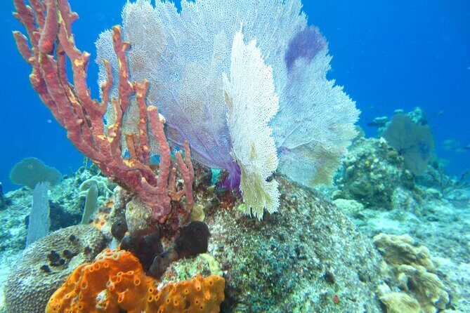 Bicycle Adventure With Snorkel and Lunch - Final Thoughts