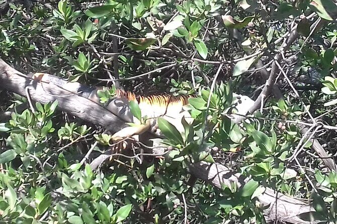 Bicycle Tour in Ixtapa - FAQ