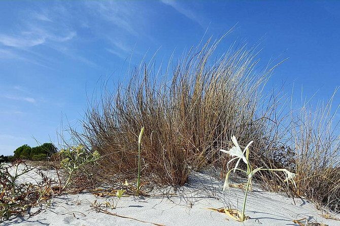 Biderosa and Capo Comino Beach Tour - Frequently Asked Questions
