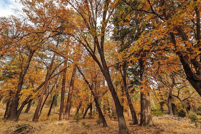 Big Bear Fall Colors Hiking Tour in Southern California - FAQ