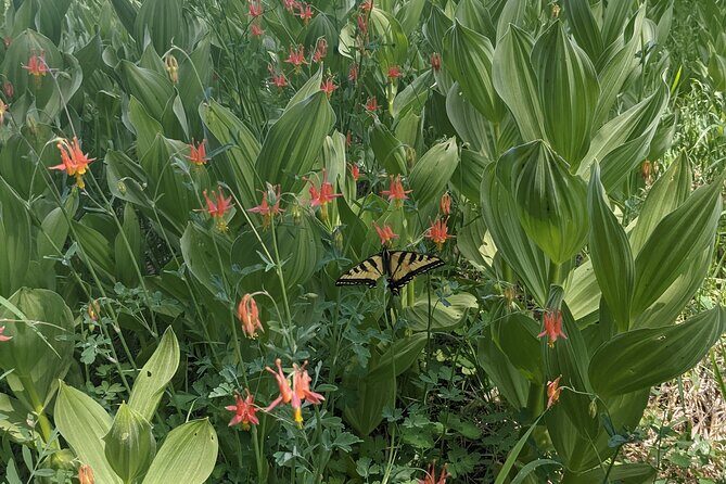 Big Bear Jeep off-road tour with Hike to Bluff Lake Reserve - Practical Details and Tips