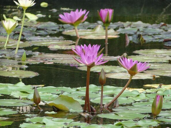 Big Bus Miami: Hop-on Hop-off Sightseeing Tour with Cruise Option - Big Bus Miami: Hop-on Hop-off Sightseeing Tour with Cruise Option