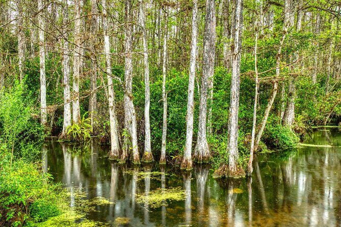 Big Cypress National Preserve Self Guided Driving Audio Tour - Who Will Love This Tour?