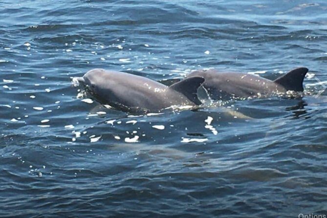 Big Fun Dolphin Cruise & Sealife Experiece ORANGE BEACH ALABAMA - Key Points