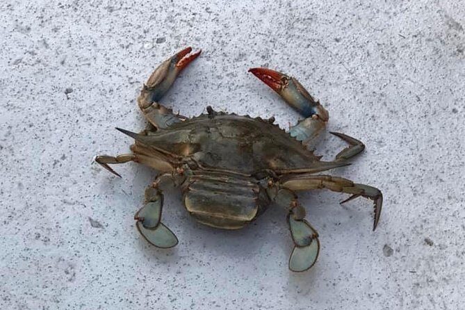 Big Fun Dolphin Cruise & Sealife Experiece ORANGE BEACH ALABAMA - Practical Details