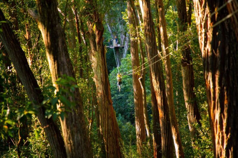 Big Island: 3-Hour Kohala Canopy Zipline Adventure - Authentic Guest Perspectives