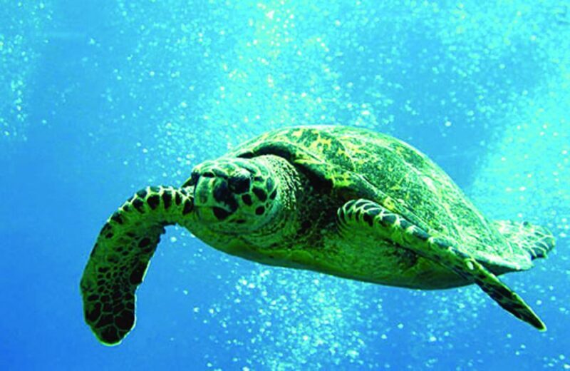 Big Island: 3 Hour Waikoloa Snorkeling & Sailing Adventure - Who Is This Tour Best For?