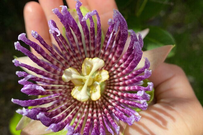 Big Island Farms Tour in Hawaii - FAQ