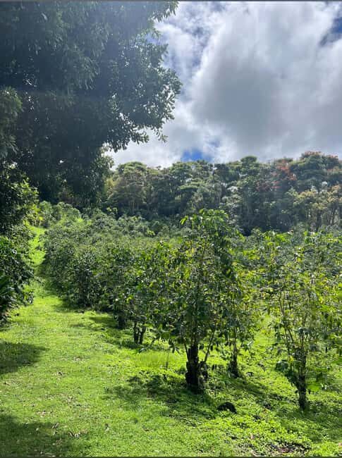 Big Island: Hilo to Kona Day Tour with Tastings - Key Points