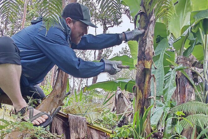 Big Island Jungle Tour with Banana and Guava Green Tea - Is It Worth the Price?