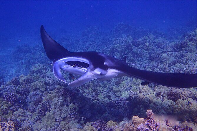 Big Island Manta Ray Night Snorkel - What to Expect from the Tour