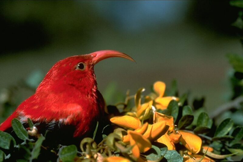 Big Island: Native Bird Watching & Hiking Tour - Authentic Experiences Shared by Travelers