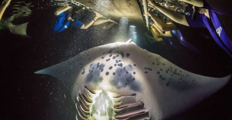 Big Island: Night Swim with Manta Ray with Hot Chocolate - Key Points