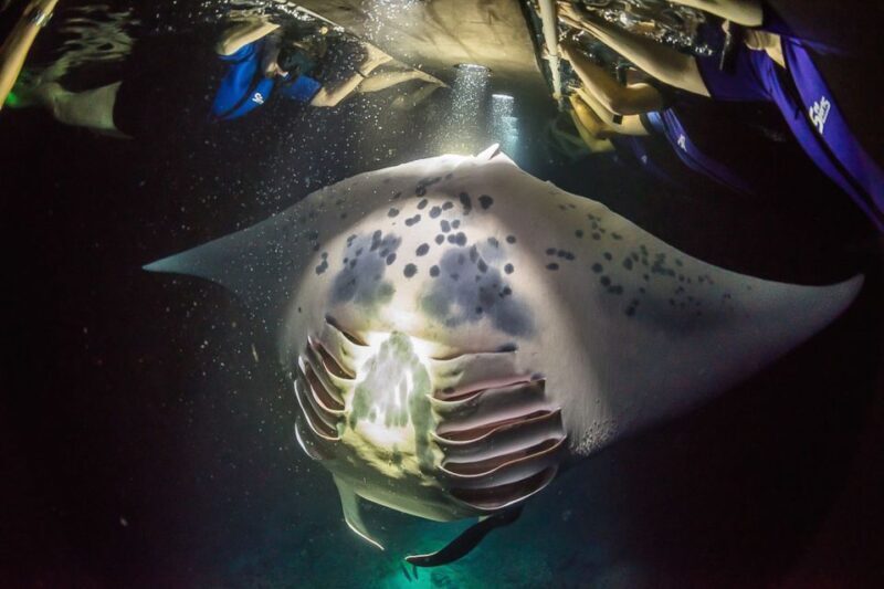 Big Island: Night Swim with Manta Ray with Hot Chocolate - Who Will Love This Tour