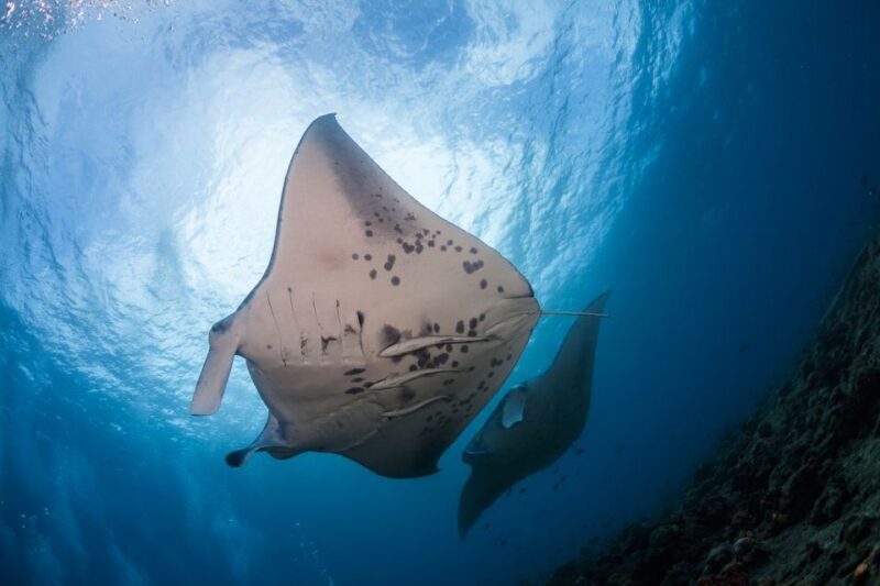 Big Island: Snorkel with Manta Rays - Manta Guarantee - Key Points