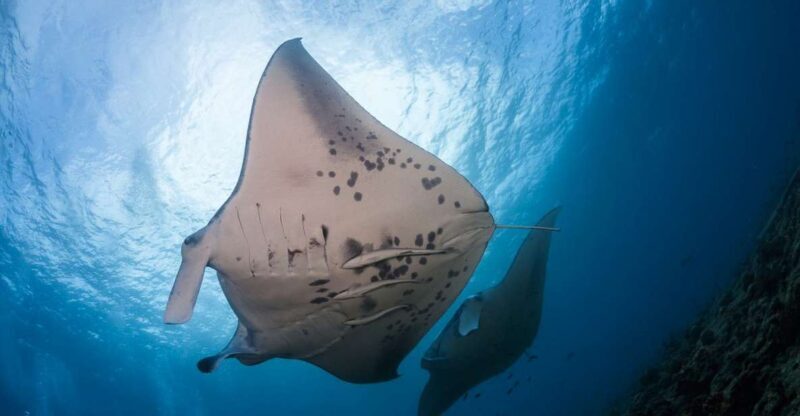 Big Island: Snorkel with Manta Rays - Manta Guarantee - Considerations and Practical Tips