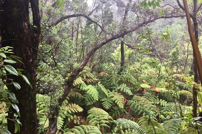 Big Island Volcano Adventure from Kona: Small Group - Pricing & Value